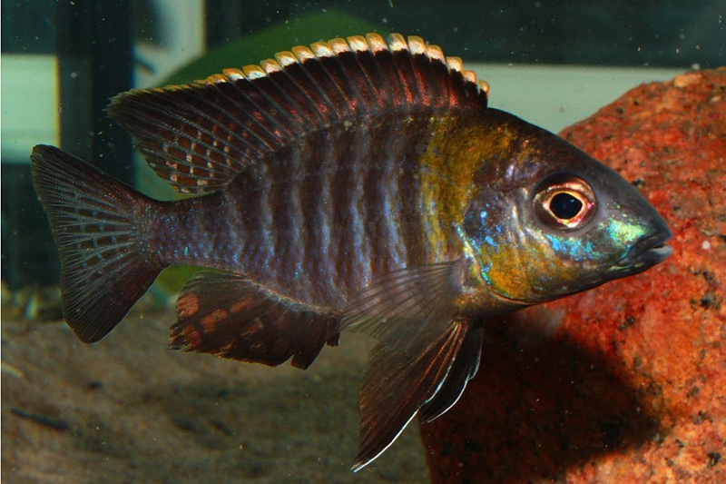 Aulonocara sp. 'yellow collar' Chemwezi Rocks